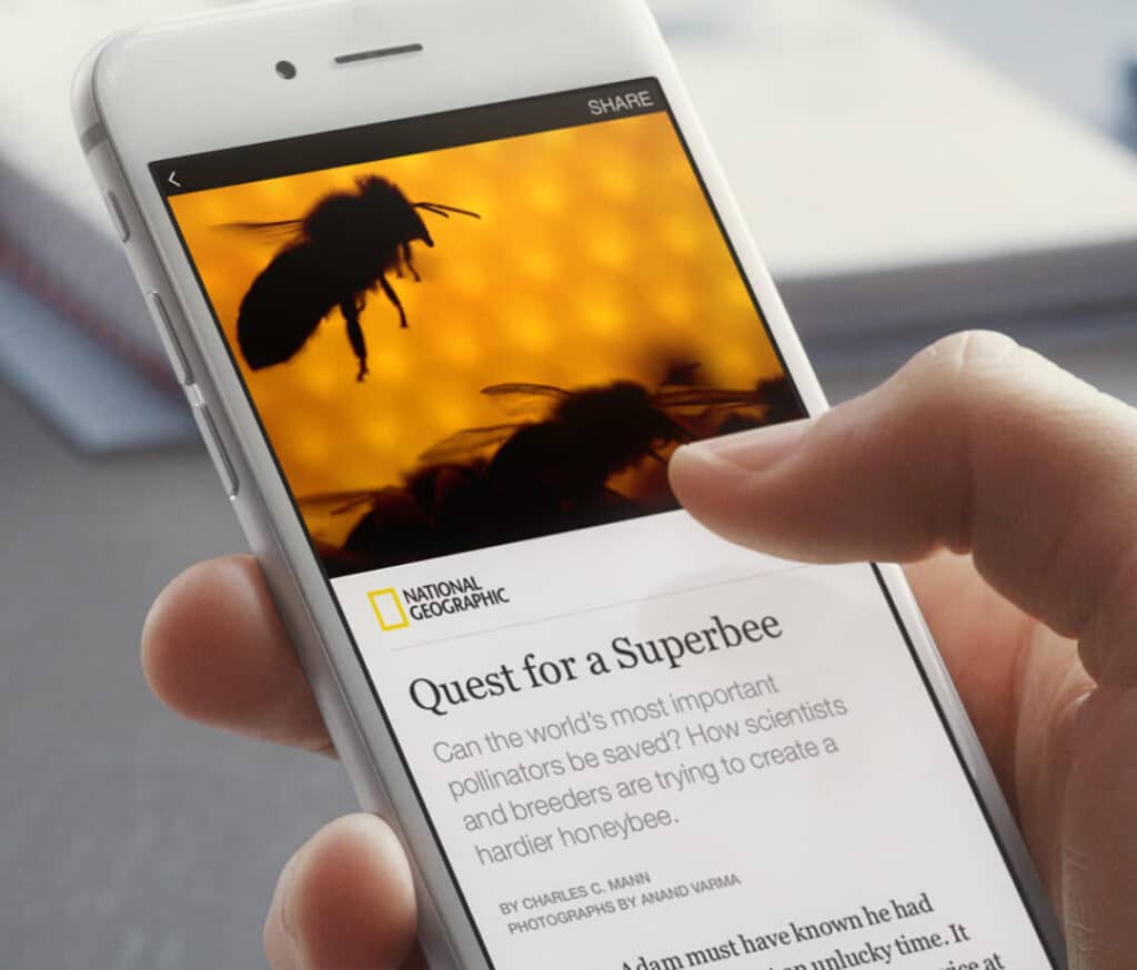 Person holding smartphone displaying National Geographic article about honeybees and pollination challenges.